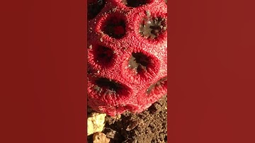 Alien Mushroom 🤮