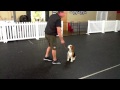 Miles Dawson, young beagle, Dog Training Charlotte North Carolina Miles Dawson, young beagle, Dog Training Charlotte North Carolina
