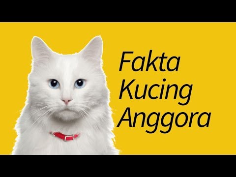 Video: Angora Turki (kucing Angora): Foto, Keterangan Baka, Sifat Dan Kandungannya