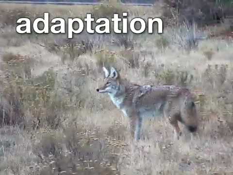 Migration+and+Hibernation - YouTube