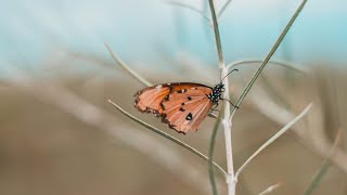 butterfly flies in slow-motion cinematic video portrait