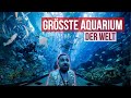 Eines der größten Aquarium der Welt🤩🤩  Garnelio meets Dubai 🇦🇪