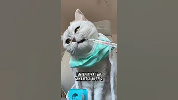 Как понять, что котика скоро не станет #кот #кошка #short