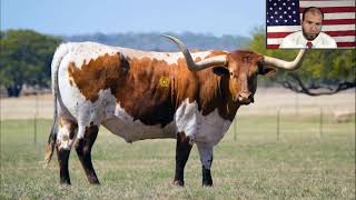 AHI - Unit 7 - Lesson 6 - Beef and Cowboys, Barbed Wire, Open Range
