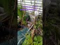 invierno en mi pequeña huertita🪿🪿