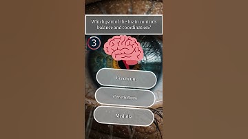 What part of the brain is responsible for balance and coordination?  #medstudent #premed #anatomy