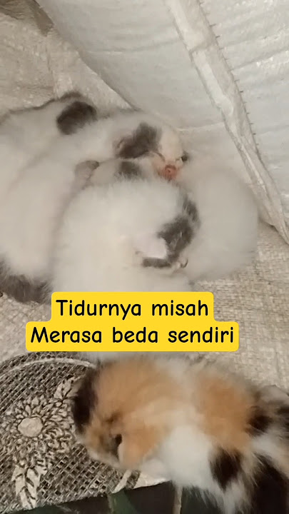 Bayik belang tiga tidurnya misah#kitten#pets#cute