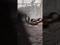 شوف سيطرة الحاوى على الثعبان الكوبرا
