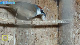 Blessings for buying a MAPUT GACORAN JALBO for only 75 thousand at the PRAMUKA BIRD MARKET