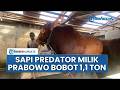 Sapi Prabowo Bernama Predator Bobotnya Tembus 1,1 Ton: Asal Sukabumi, Mampu Makan 30 Kg Sehari