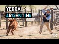 Yerra tradicional argentina