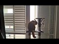 Curious🐱 Cat at the Window