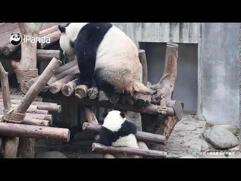 《熊貓早晚安》遭遇青團空投，求寶寶心裡陰影面積 | iPanda