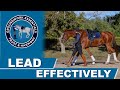 Leading Your Horse with Feel