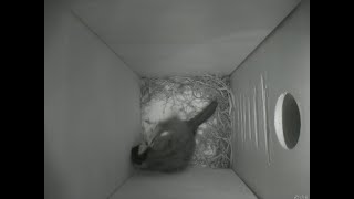 Nestbox 20180328/04:00 - 533 frames with movement