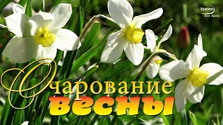 «Очарование Весны»  Красивое Цветение Природы, Весенняя Свежесть И Прекрасная Музыка Души