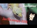 ЗООПАЛИТРА ОСЕНЬ 2018 | ВЫСТАВКА ДОМАШНИХ ПИТОМЦЕВ | Aoi Inko