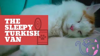 Millo The Turkish Van : Sleepy by khocengorend 595 views 4 years ago 2 minutes, 13 seconds