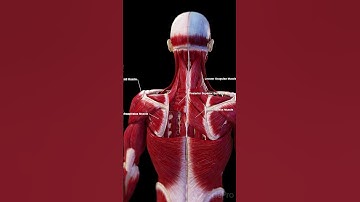 💪 Unveiling the Back Muscles 💪 #anatomy