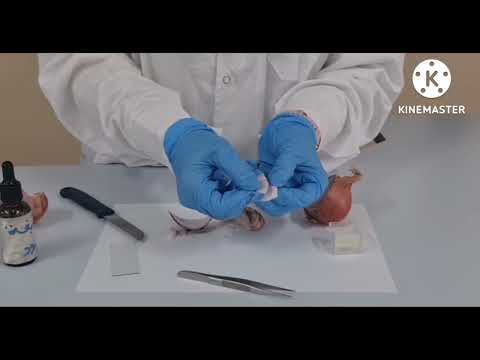 فيديو: كيف تصنع عينة من خلية الخد؟