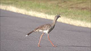 Chuña patas rojas (Cariama cristata): &quot;Cruces peligrosos&quot;.