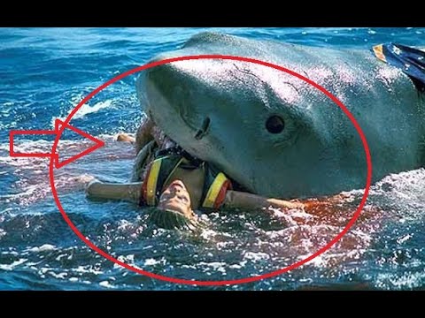Shark kills teenage boy surfer in Australia's New South Wales (surfing