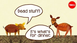 Dead stuff: The secret ingredient in our food chain - John C. Moore