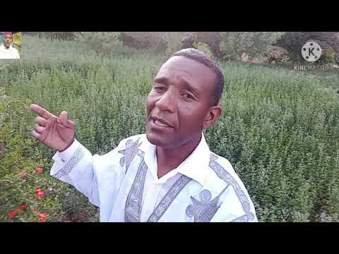 ملحون الطبيعة من قلب واحات تافيلالت