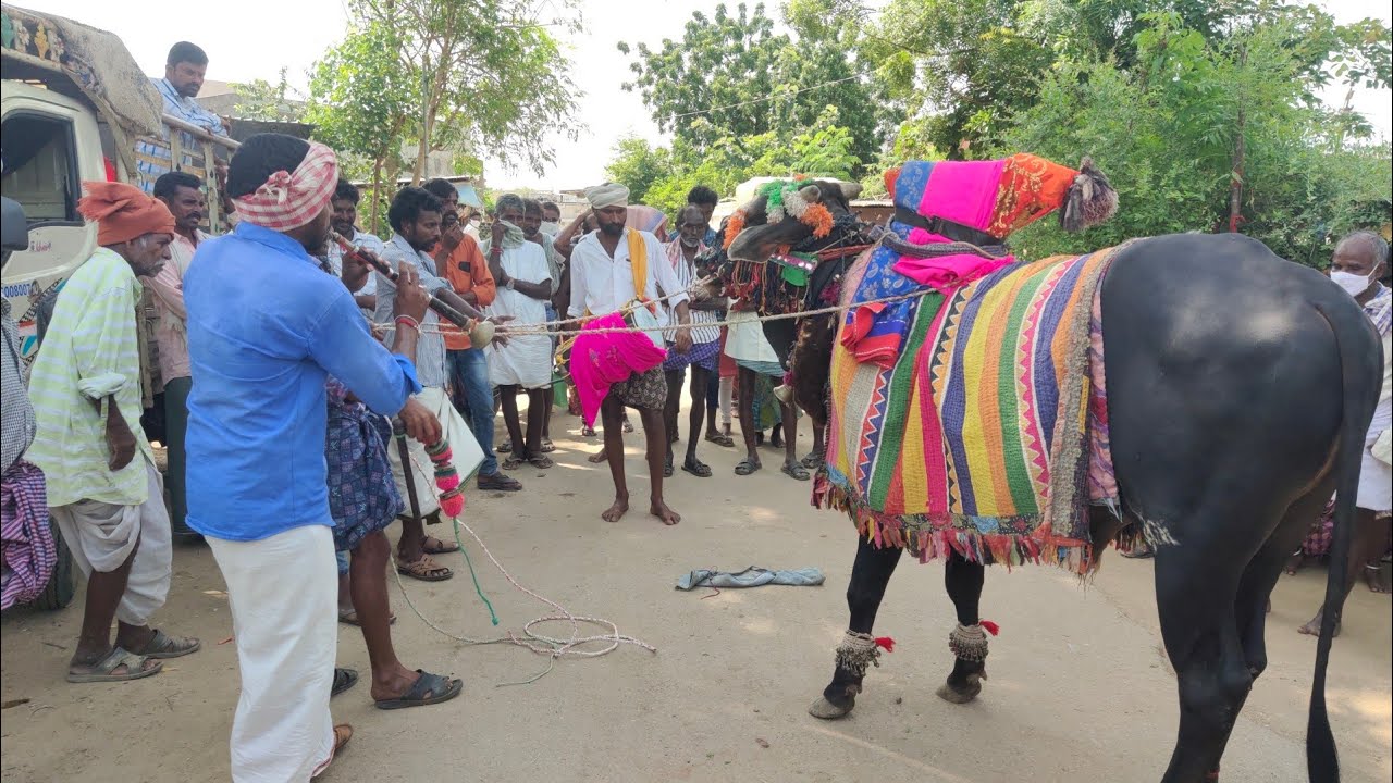 గంగిరెద్దుల ఆట Gangireddula Aata 2021 ||M9 Express