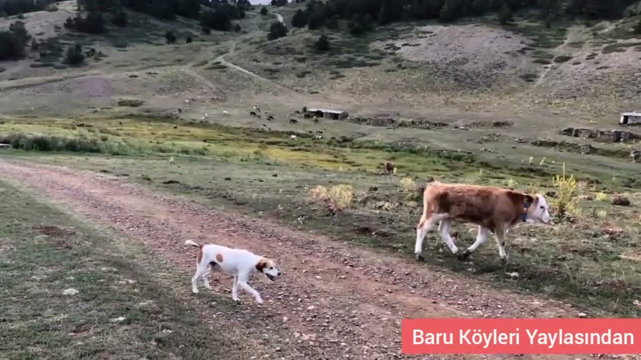 Resimlerle 2021 Yaz Mevsimi - Sivas Gölova