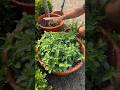 If you want to grow mint, here&rsquo;s my suggestion for success!