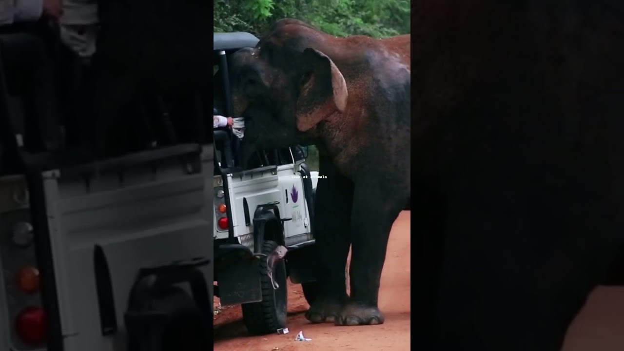 Yala Gamunu Tusker Attack Safari Jeep 