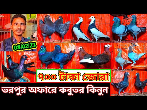মাত্র ৭০০ টাকা জোরা ফেন্সি কবুতর | ভরপুর অফার | সবচেয়ে কম দামে কবুতর বিক্রি