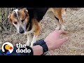 Guy visits dog and her friends in the desert for over a year  the dodo faith  restored