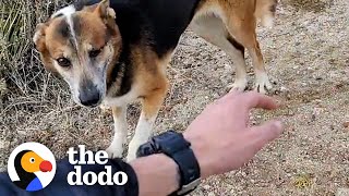 Guy Visits Dog And Her Friends In The Desert For Over A Year | The Dodo Faith = Restored
