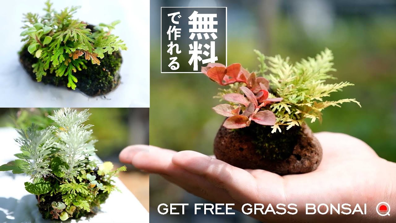 How to make a grass bonsai for free. [Bonsai Q] - YouTube