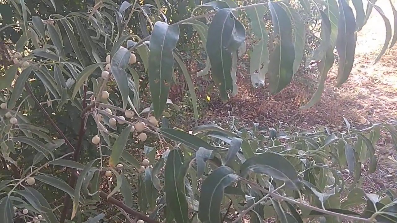 Серебряные кусты дикой маслины окруженные. Дикая маслина дерево. Дикая маслина лох. Лох растение узколистый. Джидда кустарник.