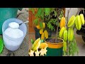 How to grow starfruit plants to bear fruit quickly