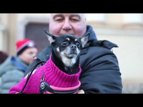 Video: Rituale di celebrazione della vita dell'animale domestico