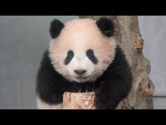 20日公開されたパンダの赤ちゃん「シャンシャン」 - YouTube