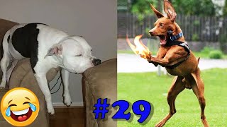 Bardzo śmieszne psy 2021 ! Śmieszne koty i inne zwierzaki 2021 ! #29