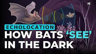 How Bats "See" in the Dark: The Science of Echolocation