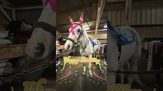 7歳おめでとう！ゴルティ余裕と貫禄のお誕生日