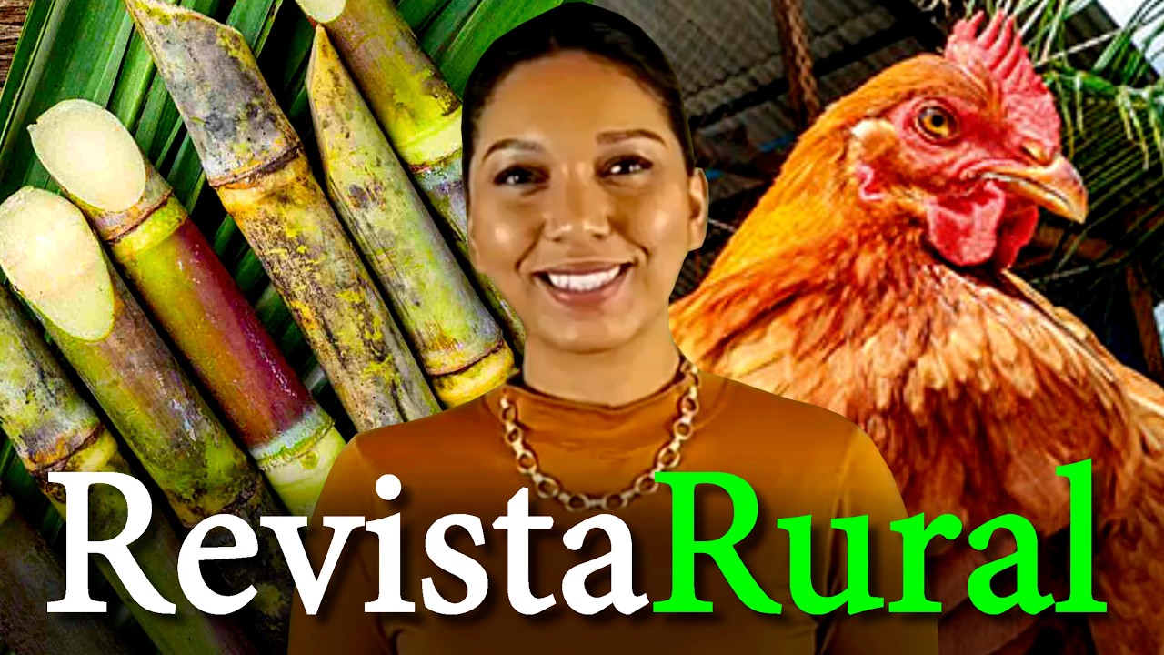 REVISTA RURAL 14/06/2026 Jornal BRASIL Net