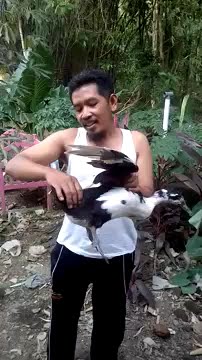 BEBEK MENTOK PENGGANTI TROMPET