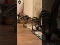 Baby Emus Grow – Day 21 #shorts 1