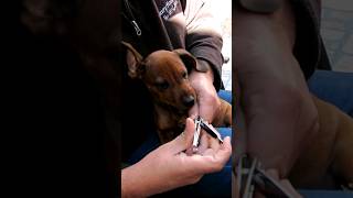 Cortando las uñas a Milo dachshund