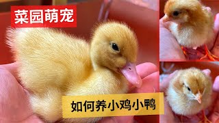 Cute pets in the vegetable garden | 菜园萌宠，小鸡小鸭来了，如何从小养小鸡小鸭