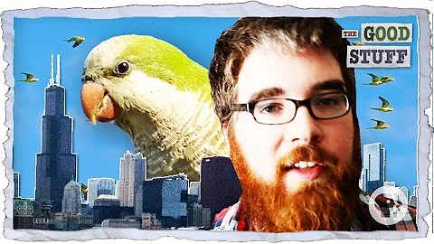 These Birds Shouldn't Be Alive