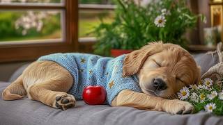 12 Hours of Healing Music for Dogs 🐶🌸 Calming Music For Dogs With Anxiety 💖 Relaxing Dog Music